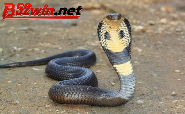 Bí Ẩn Đằng Sau Giấc Mơ Bị Rắn Đen Cắn - Giải Mã Cùng B52