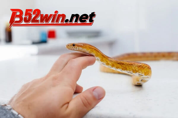 Lý giải nguyên nhân của giấc mơ thấy loài rắn cắn tay không chảy máu